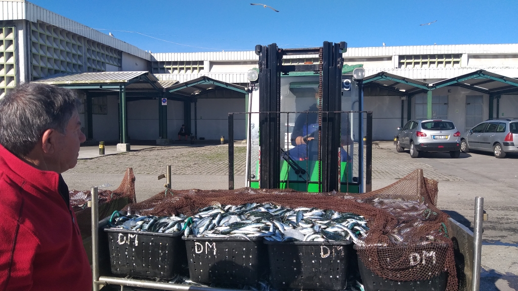 Etapas são cumpridas pelos nossos pescadores da Afurada