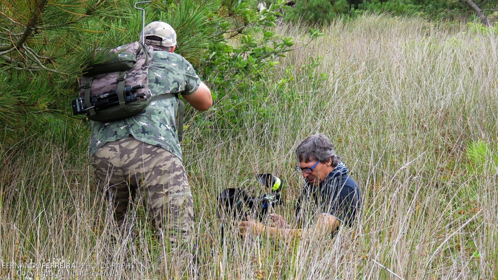 fotografia, Fernando Ferreira, wild