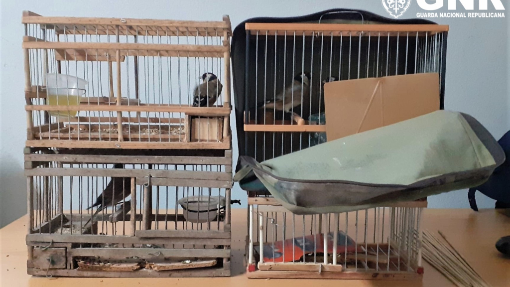 Aves
