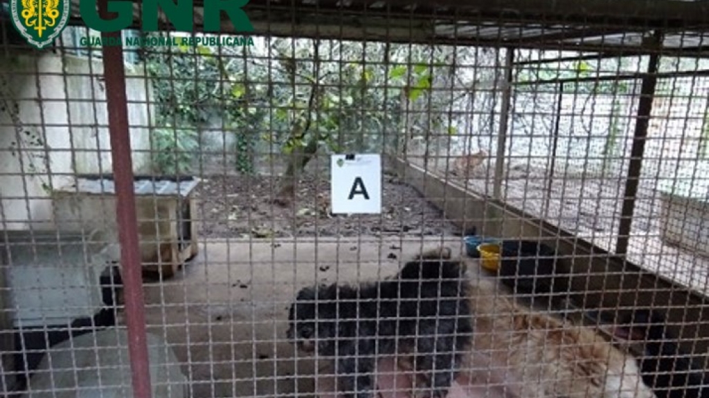 Alojamento ilegal de animais