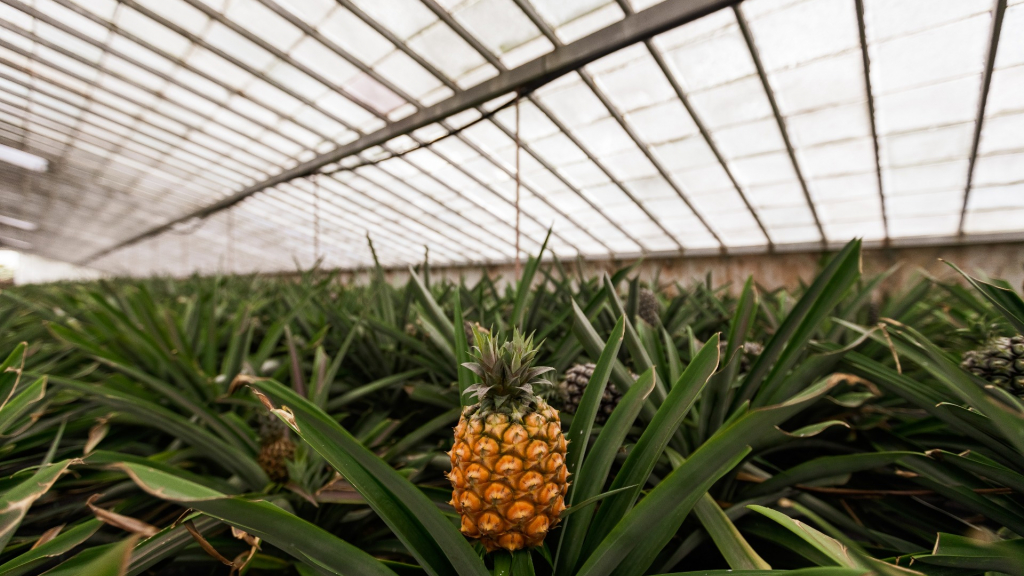 O ananás é um dos produtos proveniente dos fornecedores nacionais